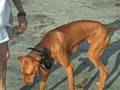 Dog Training Camp San Diego Viszla Success Off Leash