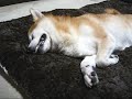 柴犬りょうのお座布団(よ).wmv