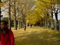 立川昭和記念公園:イチョウ並木~東京で今年一番の黄葉@2008.11.18