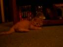 Cute Ginger kitten playing around