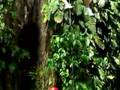 Ziplining: Nicaragua-Adventure Travel. Travel Video Postcard