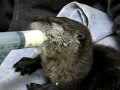 Otter Feeding