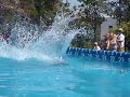 Splash Dog GSD 15' 7 Splash Dog GSD 15' 7