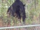 Bear Scratch Fever Bear Scratch Fever