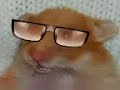 Harry the Hamster