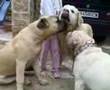 Bullmastiff video