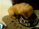 Roxie the Goldendoodle -Eating Slob