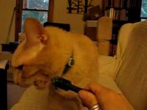 Cuchulain the Dog Cat