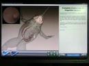 V-Frog Review V-Frog Review