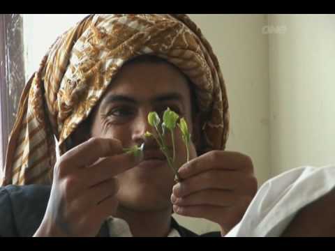 how to chew khat properly