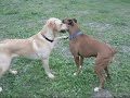 Huicho & Ike