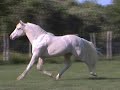 Missouri Fox Trotting Stallion Prince Moon Beam CONFORMATION