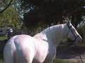 Missouri Fox Trotting Stallion Prince Moon Beam CONFORMATION