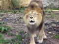 lion,atlas,animaux