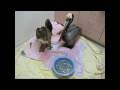 videos de Rescued Pelicans
