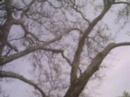 We Visit Largest Tree in Connectricut We Visit Largest Tree in Connectricut