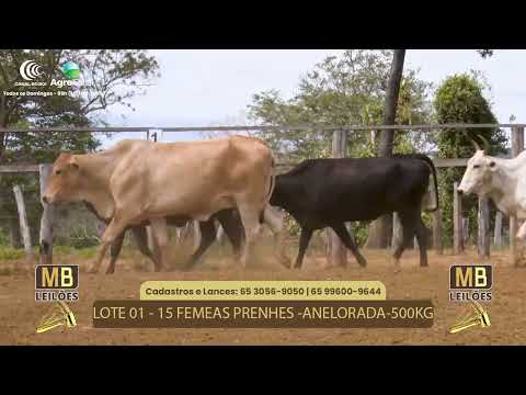 509 LEILO VIRTUAL MB LEILES