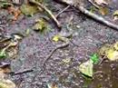Boa constrictor sp