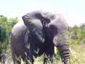 Elephant in Kruger Park