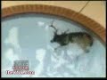 Ciervo Piscina Ciervo Piscina