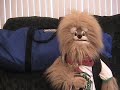 Buttons asks 