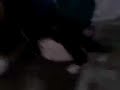 ruperta ensayo