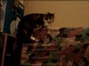 Life With Louhi (#1)