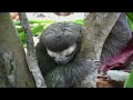 Three-toed Sloth