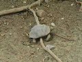 tortuga-golfina-vs-ave-fragata-coyote-mapache-lagarto.html