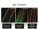 Root growth in Arabidopsis requires gibberellin and DELLA signalling in the endodermis Root growth in Arabidopsis requires gibberellin and DELLA signalling in the endodermis