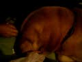 Lichy... Y Rocco comiendo cacahuates