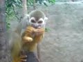 Monkeys!!! Monkeys!!!