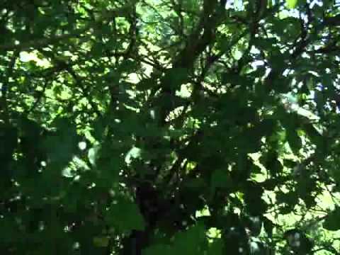 how to transplant honeysuckle