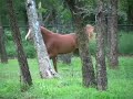 12 month old Arabian Horse Gelding at Liberty