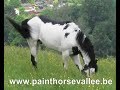BUCK JR McCUE black overo stallion BUCK JR McCUE black overo stallion