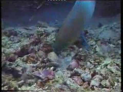 EGYPTE - DIVING TO THE RED SEA