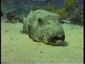 EGYPTE - DIVING TO THE RED SEA
