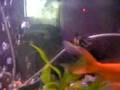 Fish =3