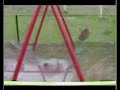 hamacas misteriosas en eterno movimiento