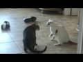 Extreme Cat Fight, Caught on Tape!