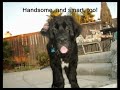 The Best of Thunder and Crickett The Best of Thunder and Crickett