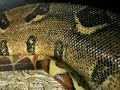 A male Boa Constrictor Spurring a female Boa