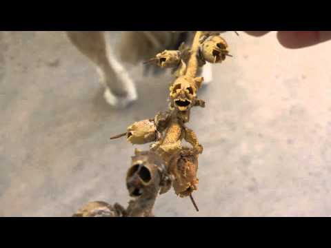 how to fertilize snapdragons