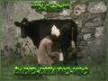 videos de REDZEP - 2009