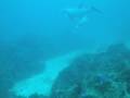 Dolphins (mother and child) Couples Swept Away, Jamaica