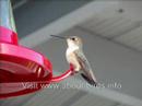 About-Birds.info -- Bird Watching - Hummingbirds At Feeder About-Birds.info -- Bird Watching - Hummingbirds At Feeder