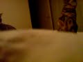 Bengal cats playing with soap bubbles Bengal cats playing with soap bubbles
