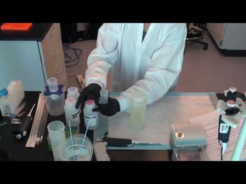how to isolate dna from e coli