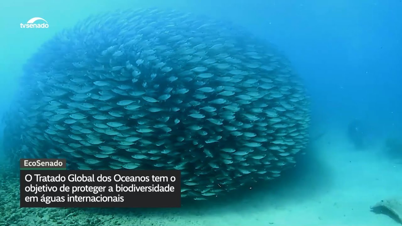Tratado Global dos Oceanos traz mais proteção à biodiversidade marinha