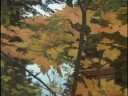 Beautiful - Sault Ste. Marie Thanksgiving Beautiful - Sault Ste. Marie Thanksgiving